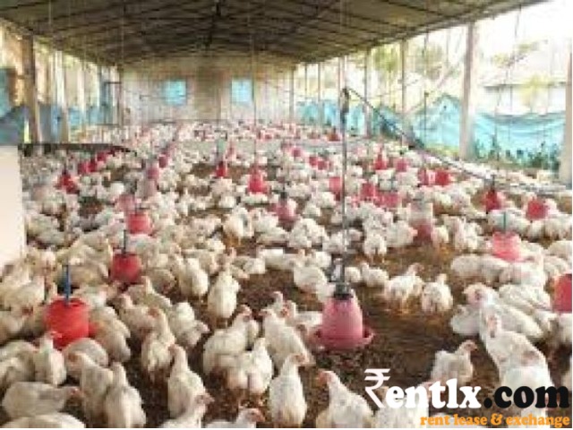 Poultry Farm on Rent