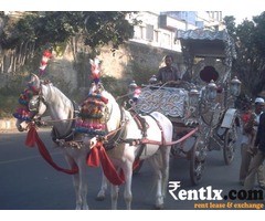 wedding Horse Bagi and Horse jeep on rent